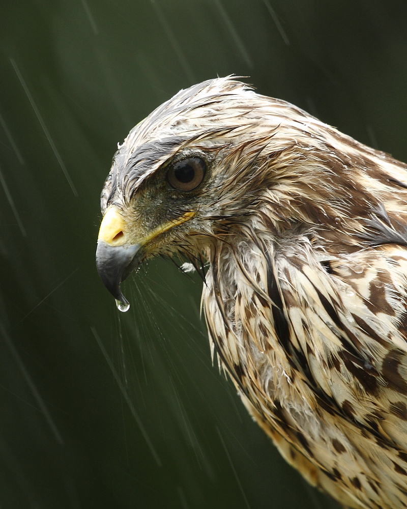 Wet Hawk