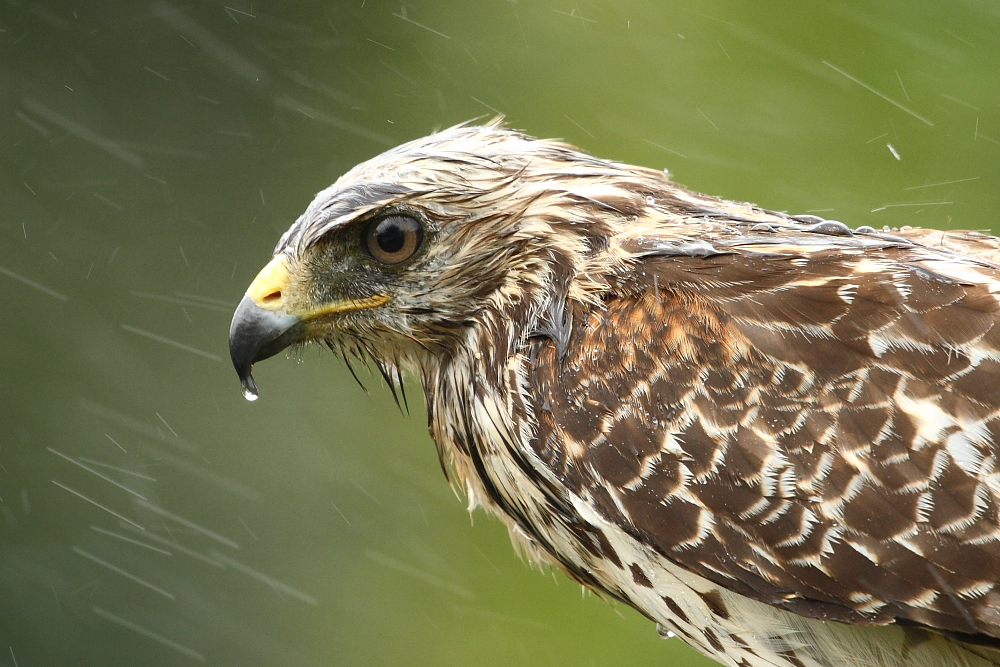 Wet Hawk part II