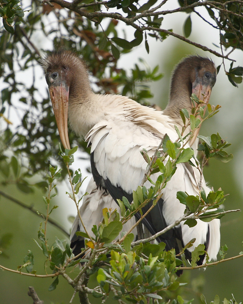 Juvenile Wood Storks