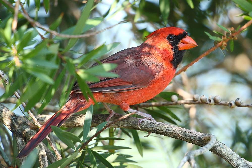 Bottlebrush bird