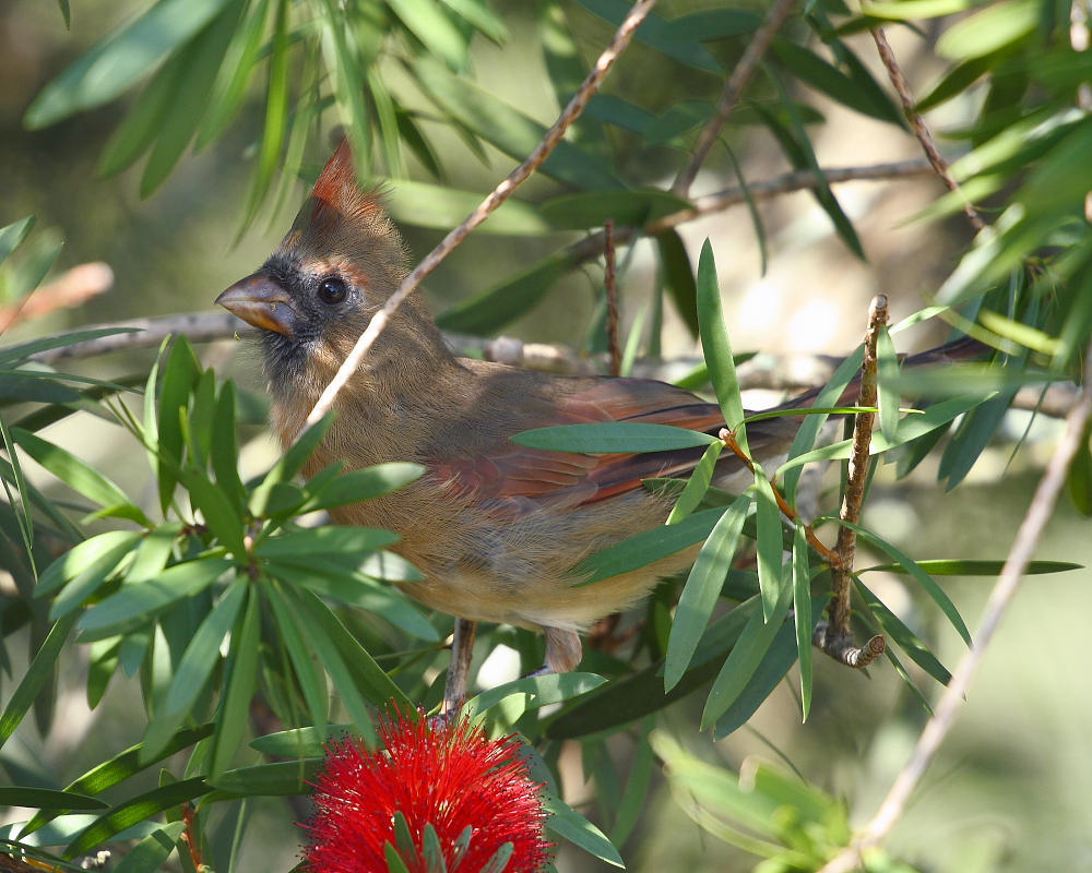 Bottlebrush bird II