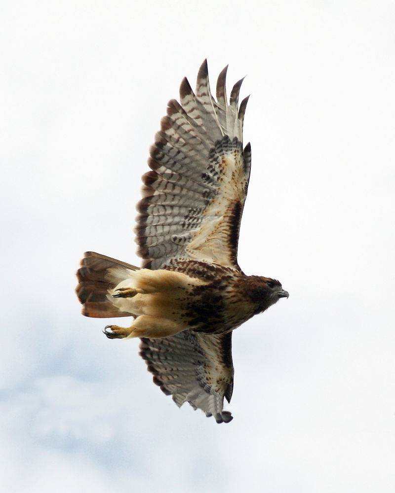 Im a Chicken Hawk!