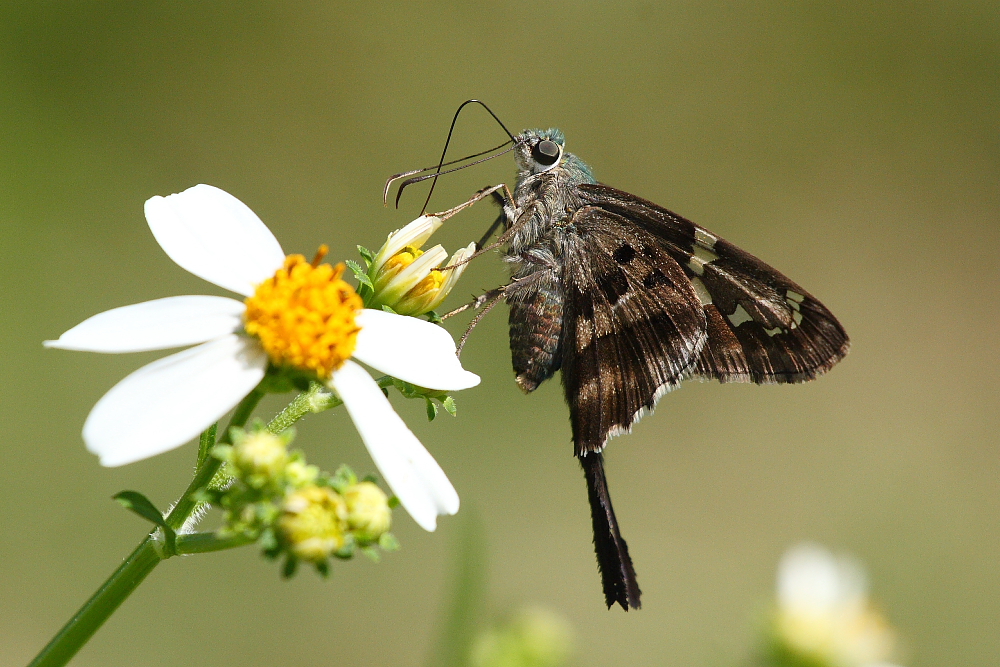 Dorantes Skipper