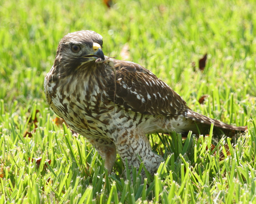 Junior with a snack