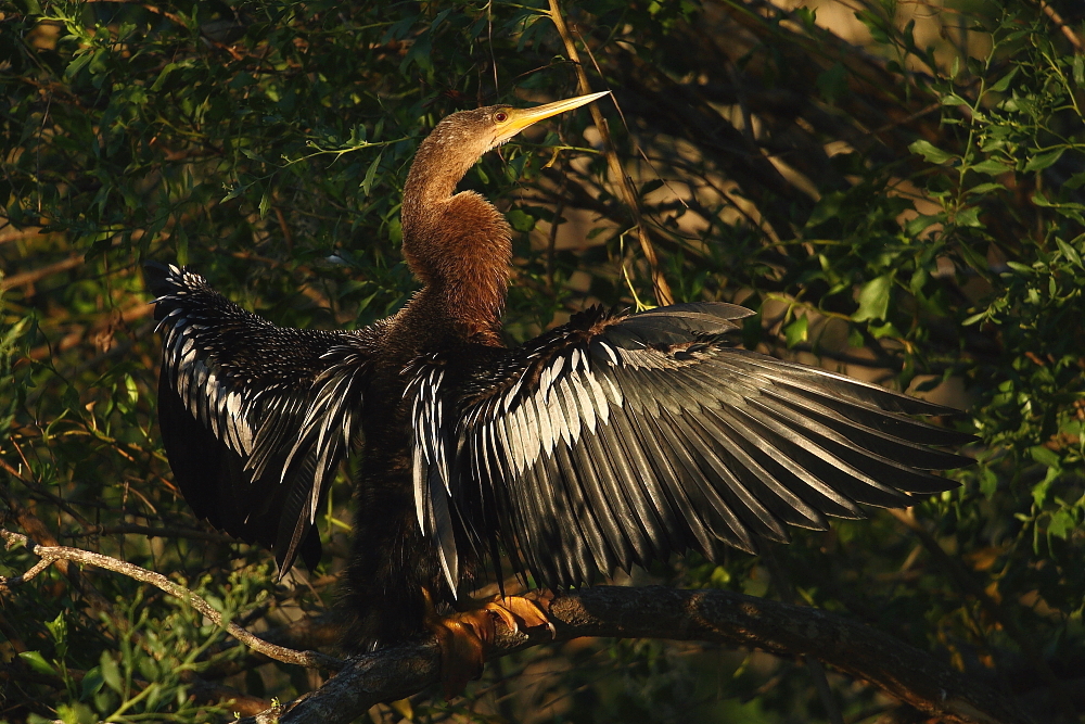Anhinga drying wings