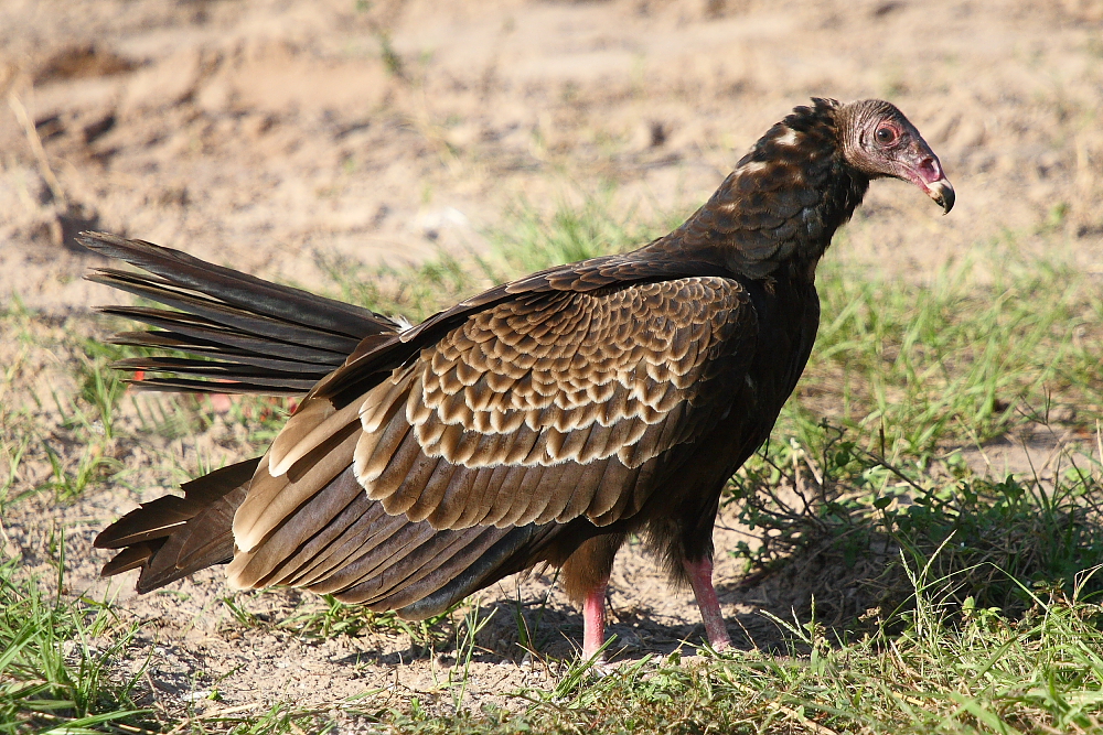 Turkey vulture