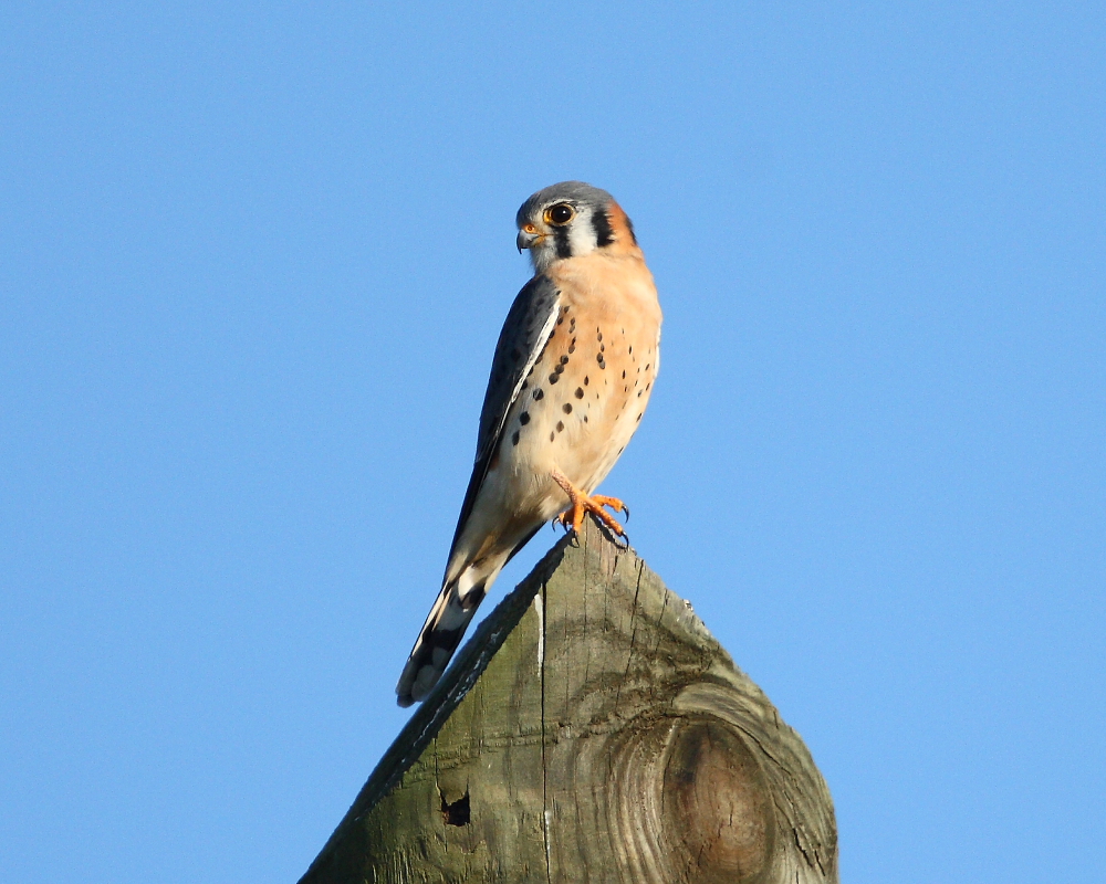 American Kestrel