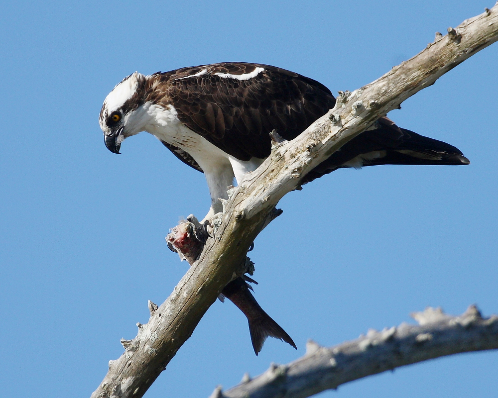 Osprey dinner
