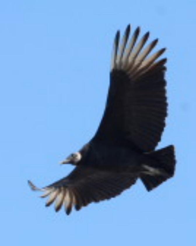 Black Vulture