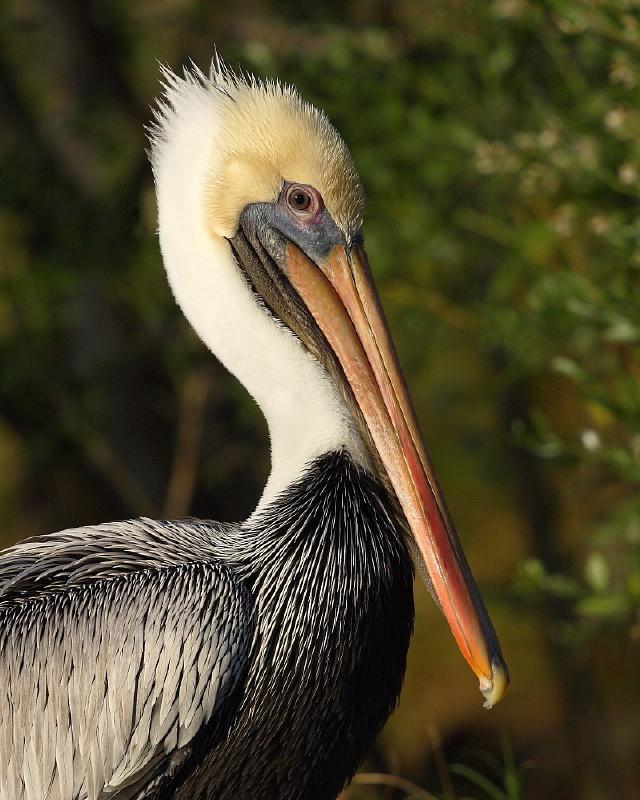 Bill (Idol) Pelican