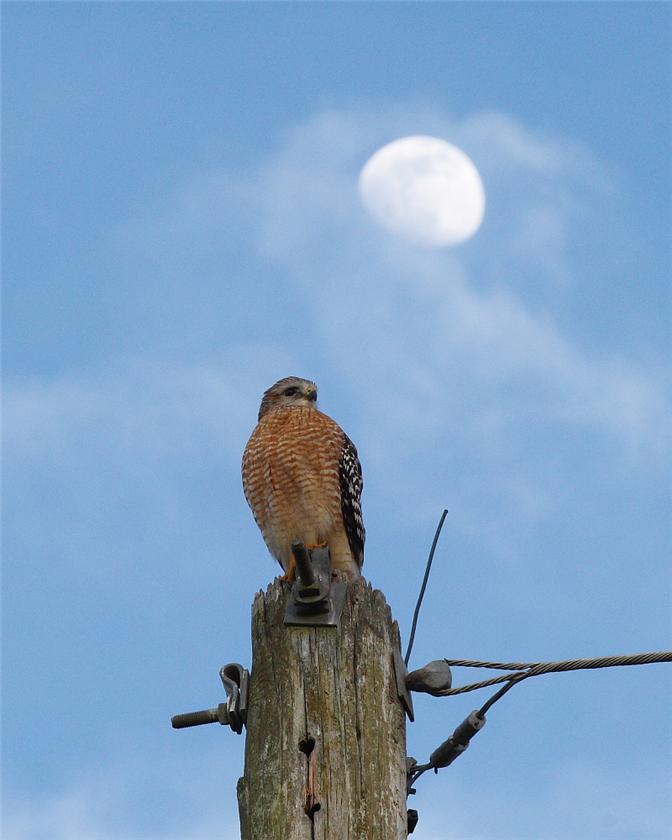 Moon on my Redshouldered