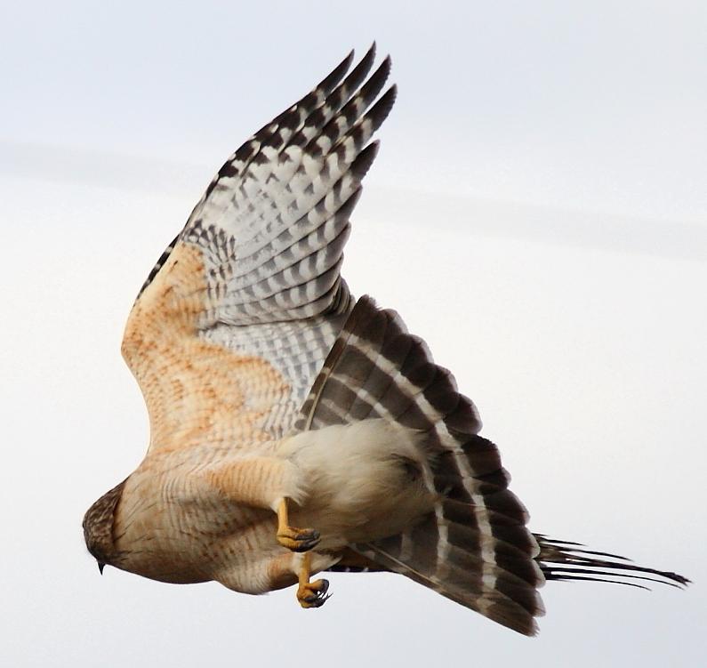 Raptor fly by...
