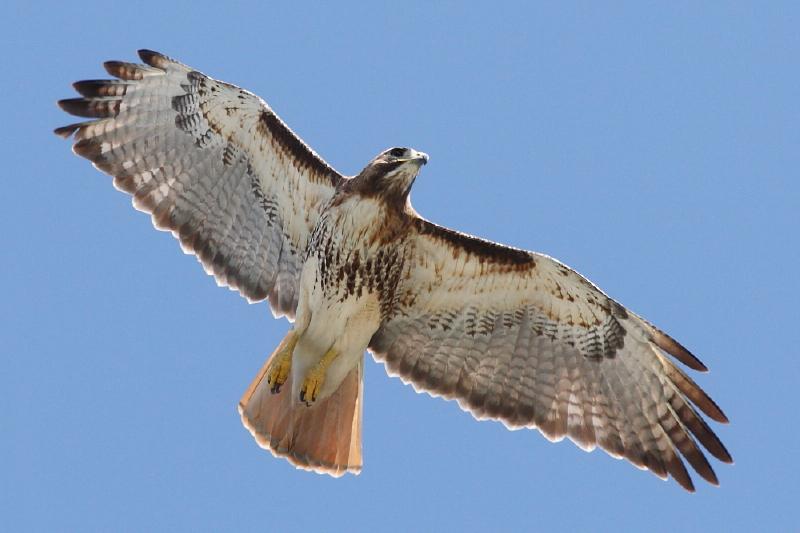 Ubiquitous Raptor