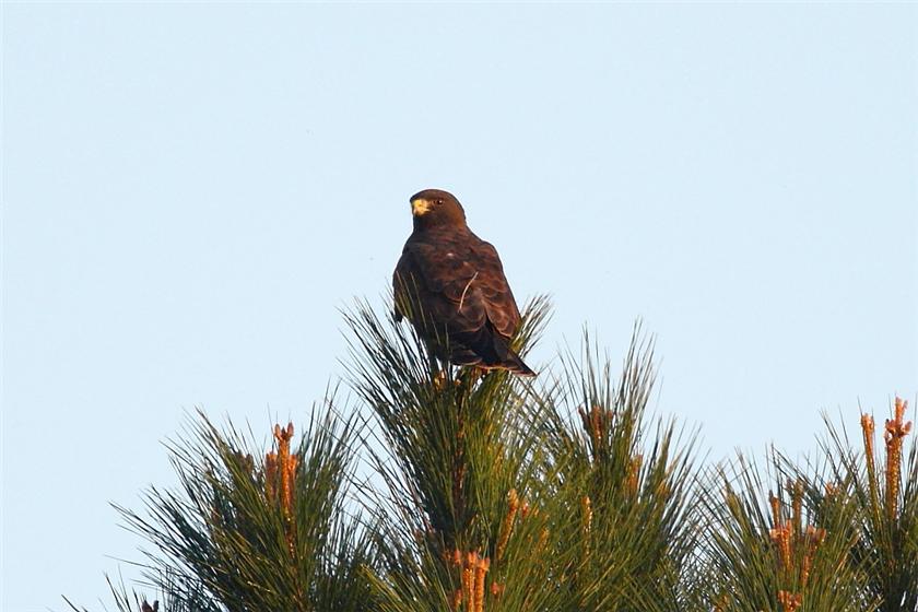 Zone-tail hawk in Florida!