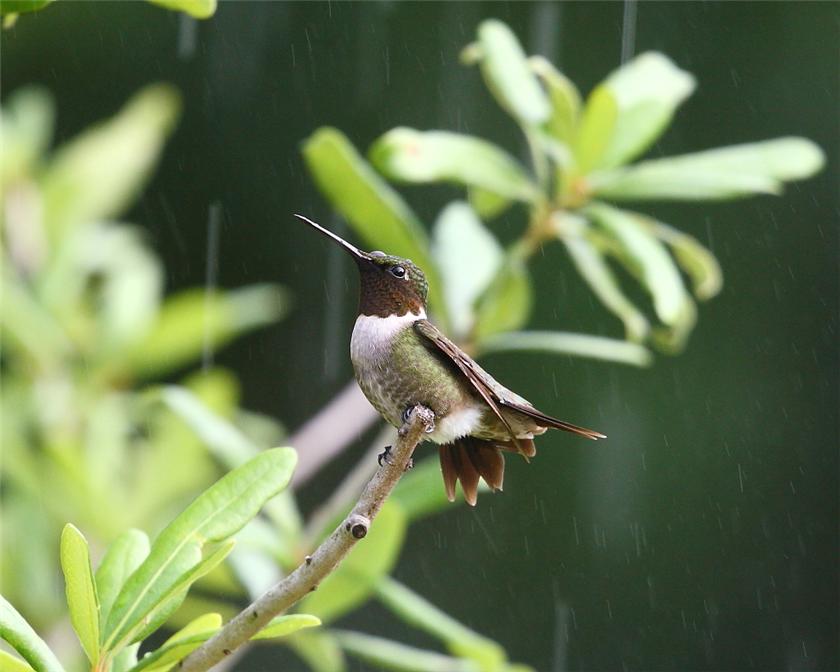 Humming in the rain...