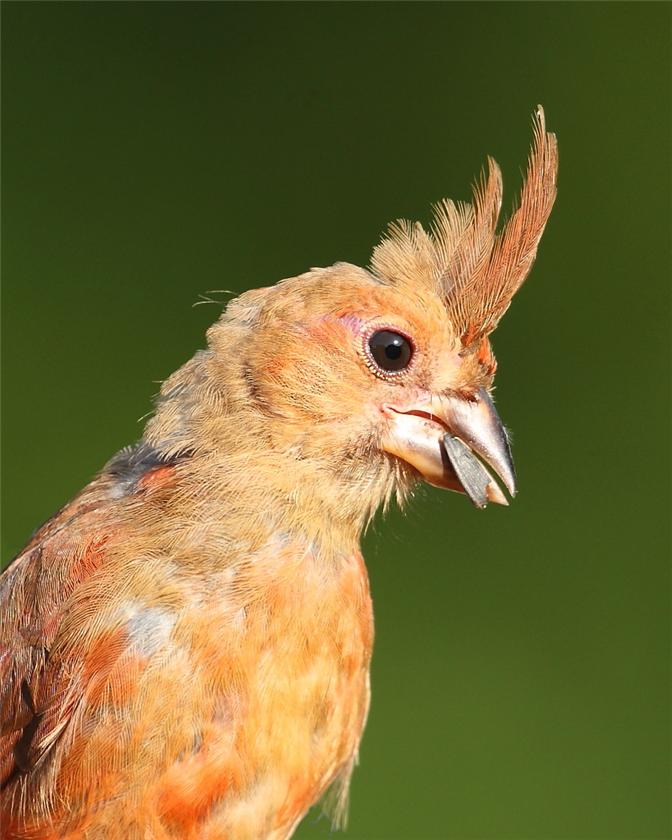 Young Cardinal