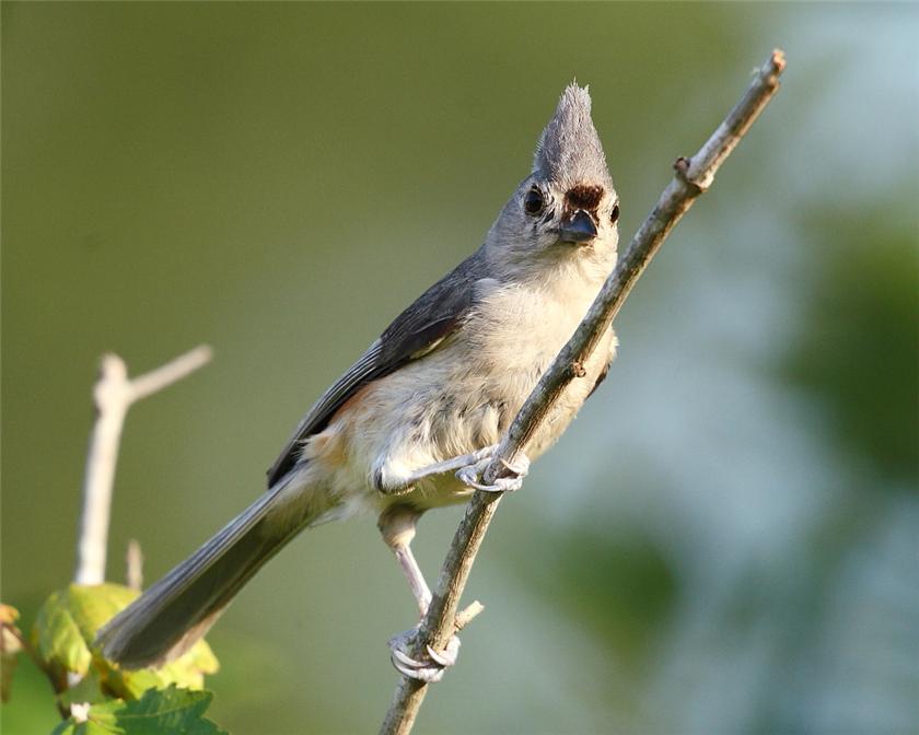 Tufted Titmouse