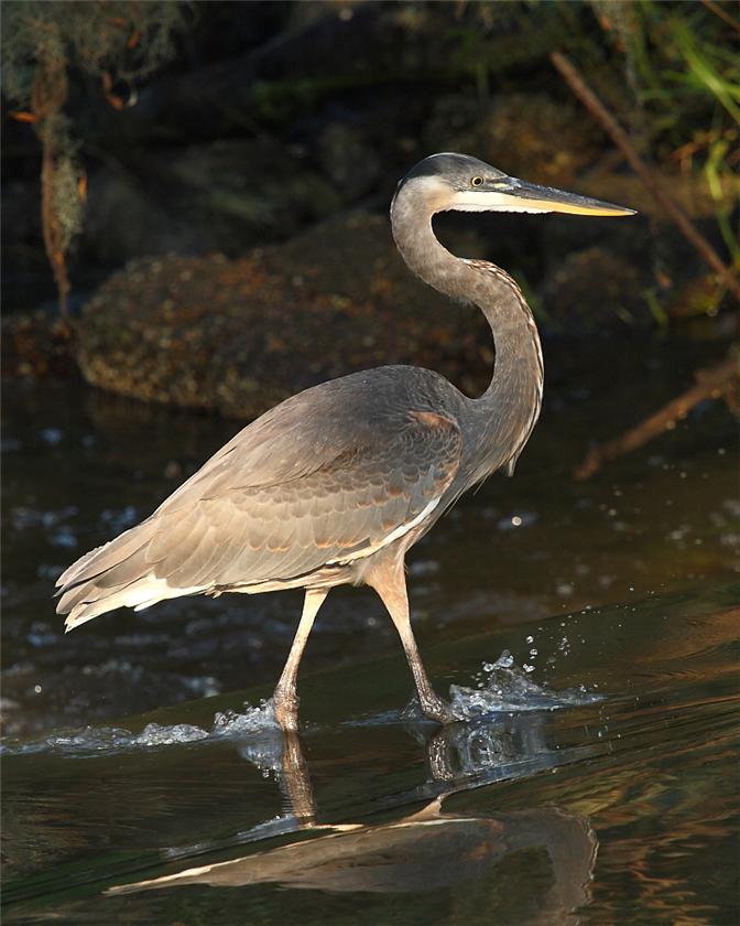Great Blue on the breakwater...