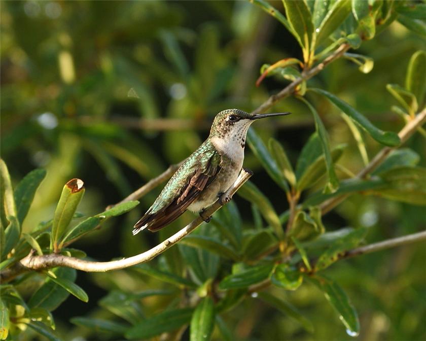 First Morning light bird