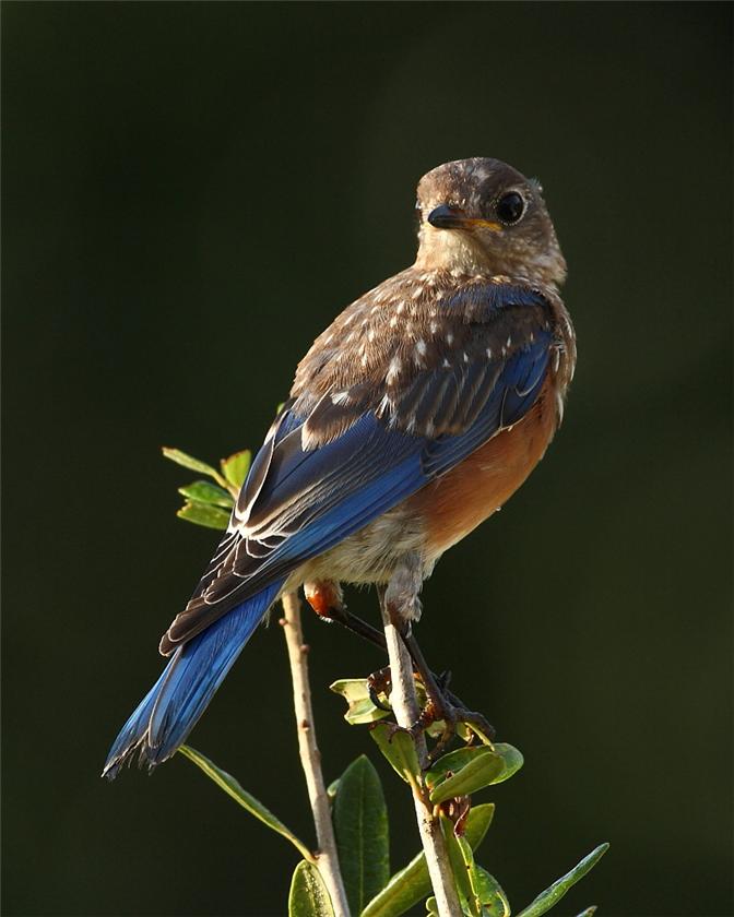First light Bluebird Juv
