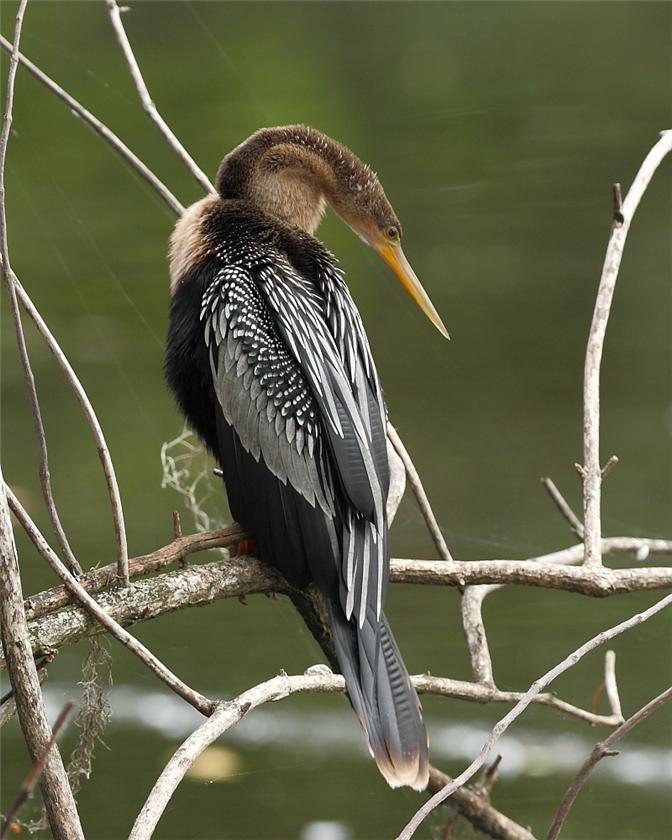 Anhinga mom...