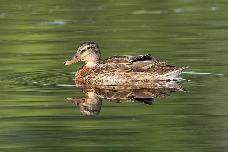 Duck reflection II