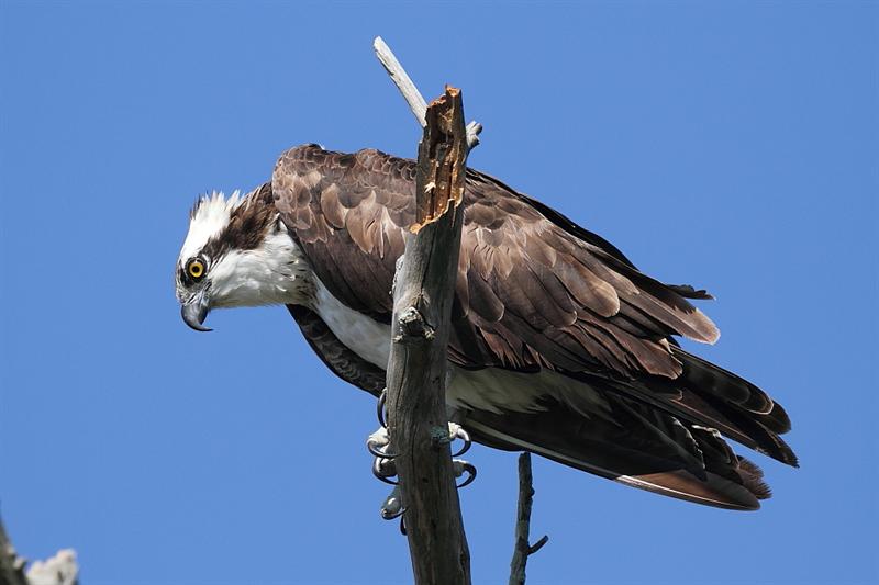 Sharp Osprey