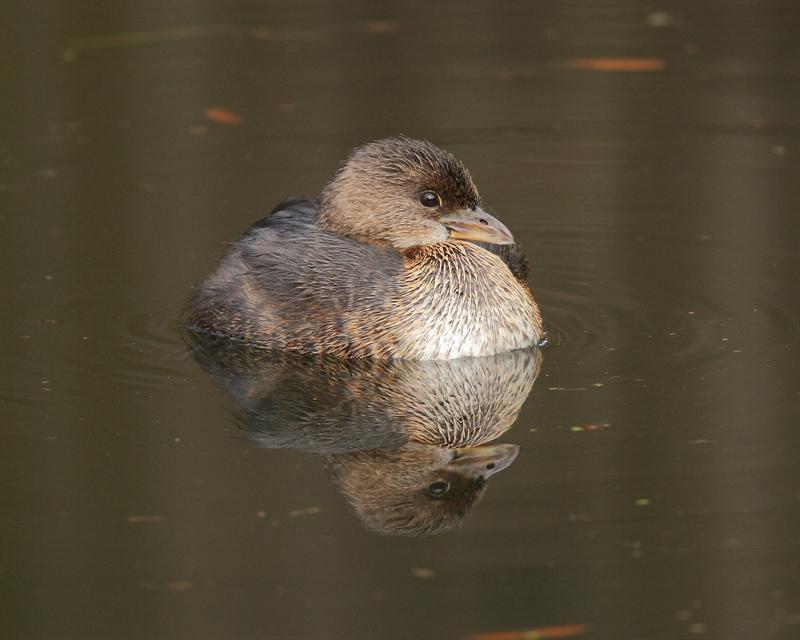 Young Grebe