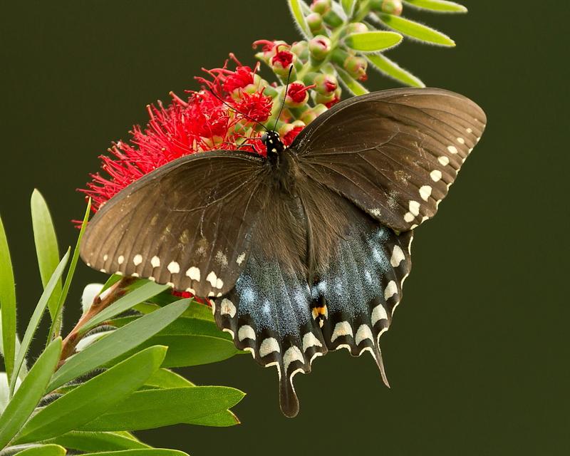 Spicebush Swallowtail 