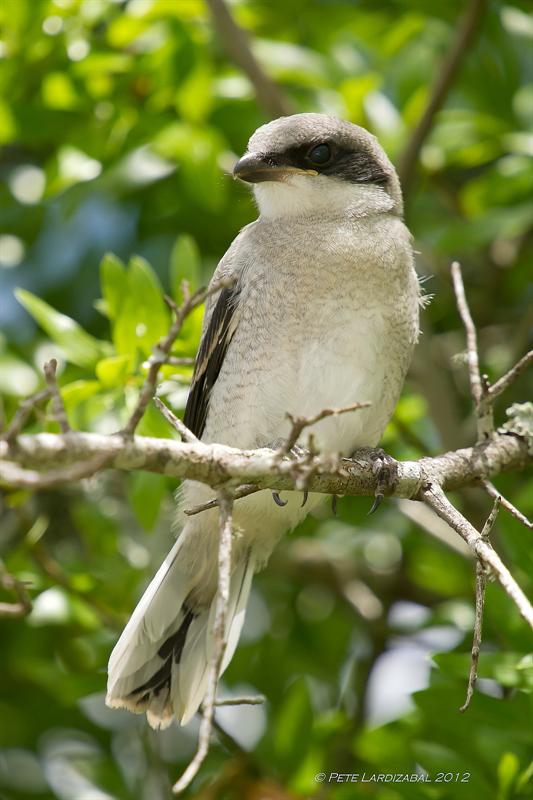 Loggerhead Shrike fledgling