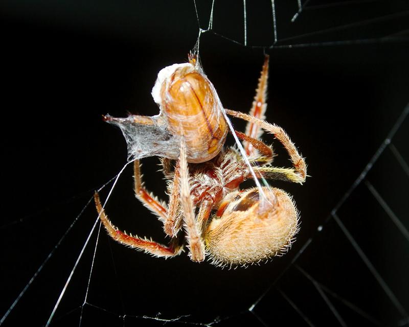 Shelob lives!