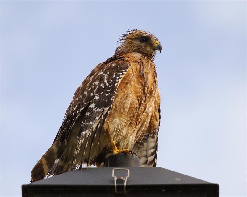 "Wet-shouldered hawk"