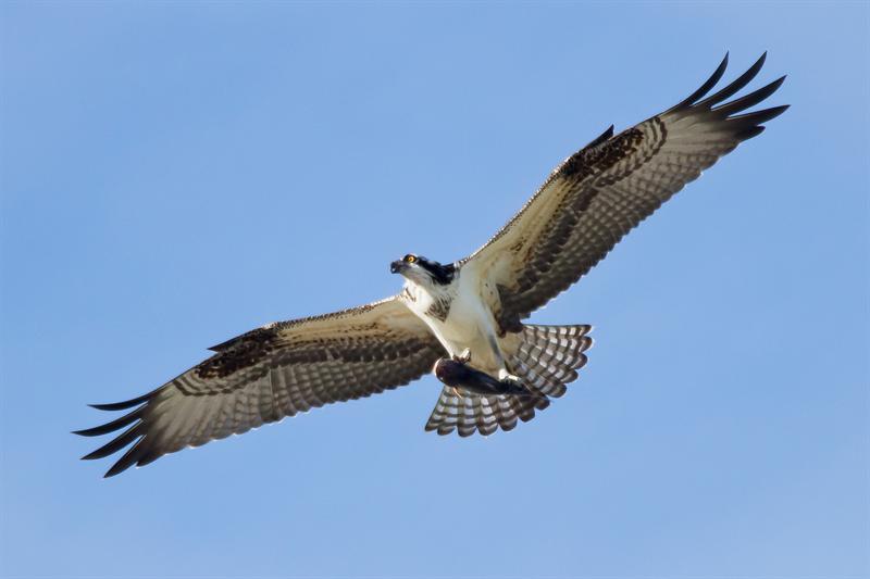 Osprey Mom with breakfast