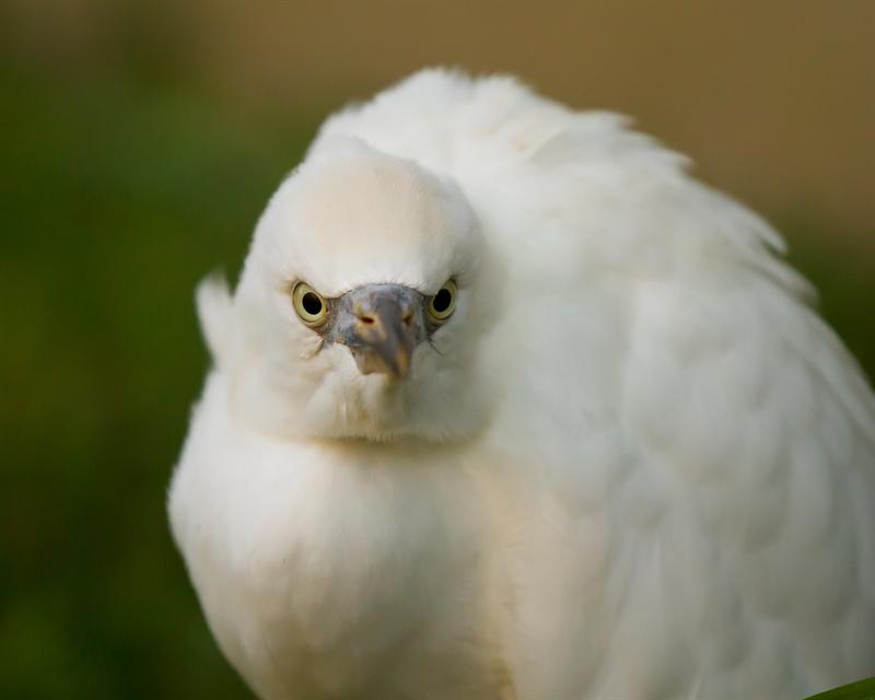 Egbert the Egret