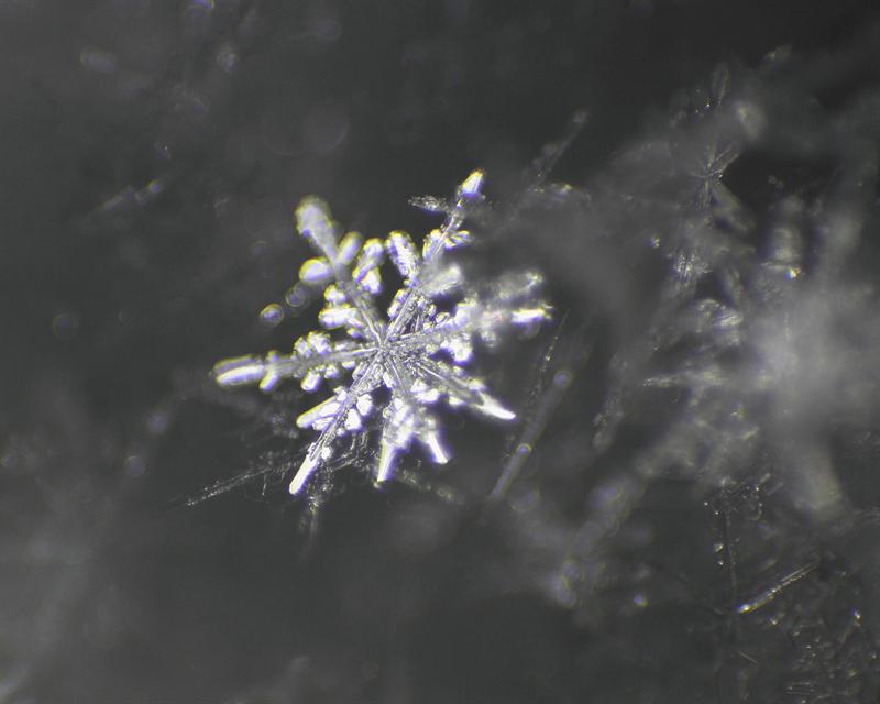 Michigan Flakes image