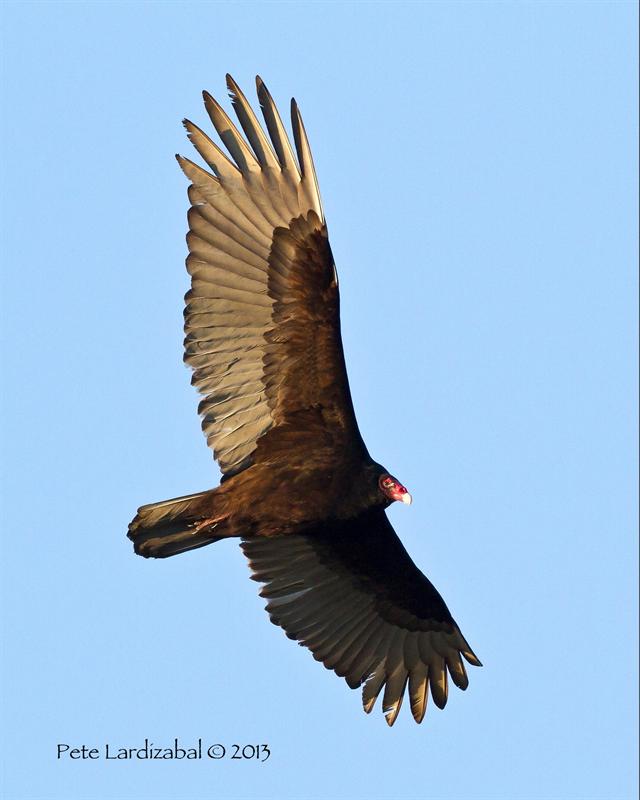 Another day of soaringâ€¦