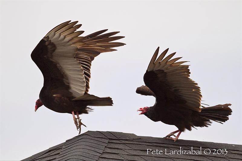"Hey you! Get off of my cloudâ€¦ ummm  roof!"