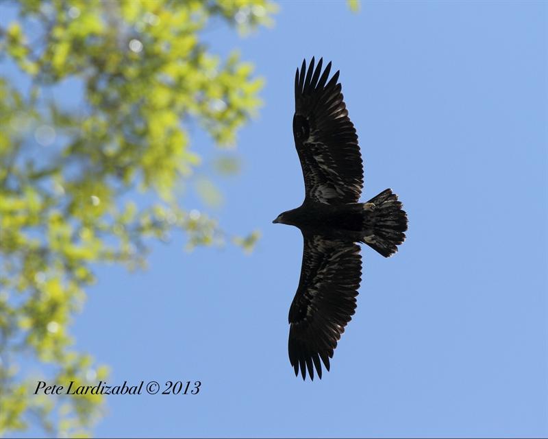The King's Fledgling 