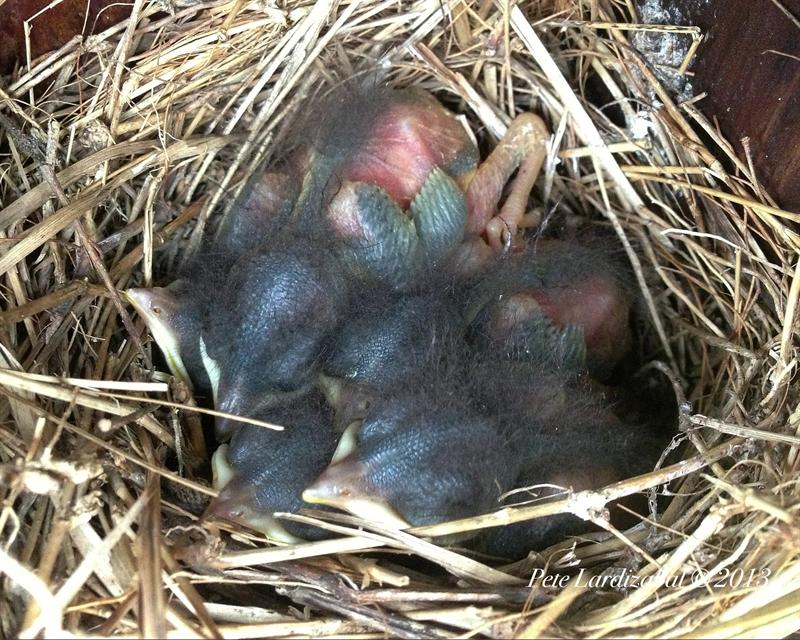 The First Brood of 2013