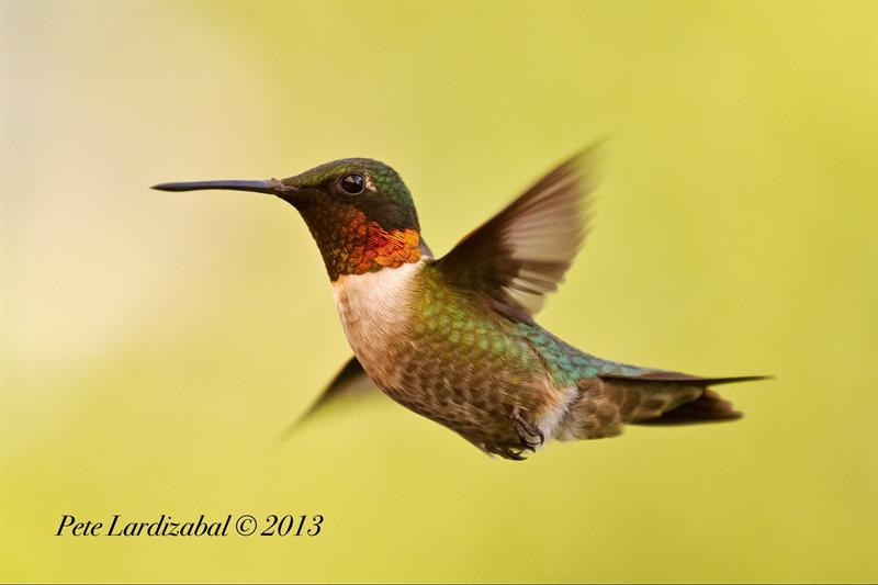 Happy Ruby Throated Hummingbird