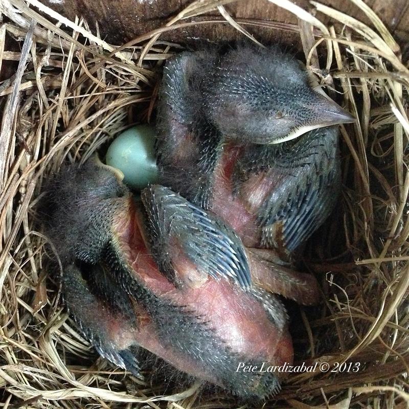 Nestlings and an egg...