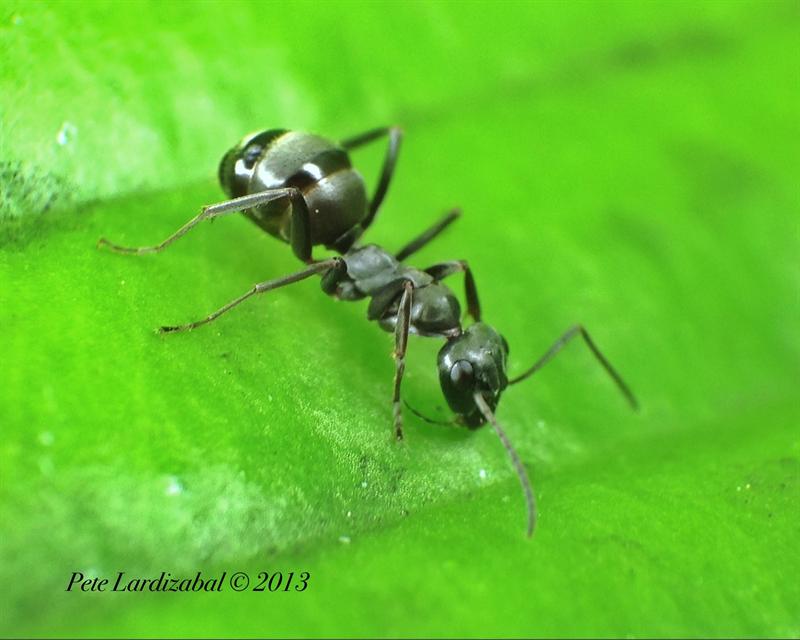 Macro iPhone Ant  image