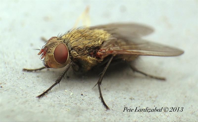 Macro iPhone Fly image