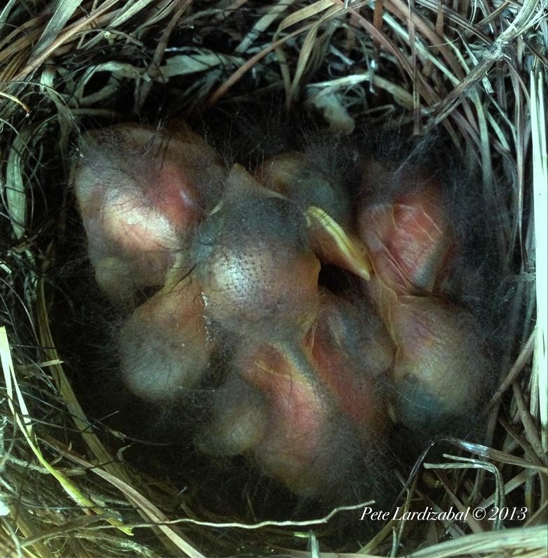 Brood #3