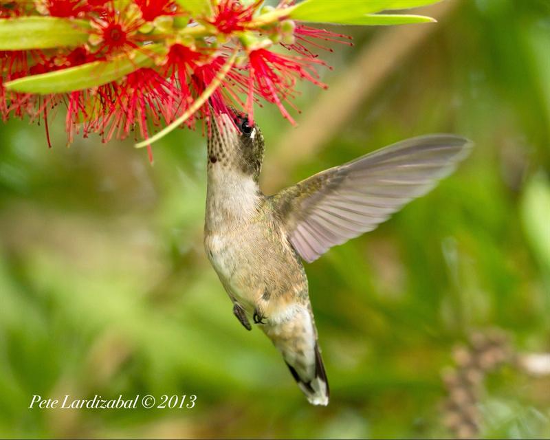 Juvenile Ruby