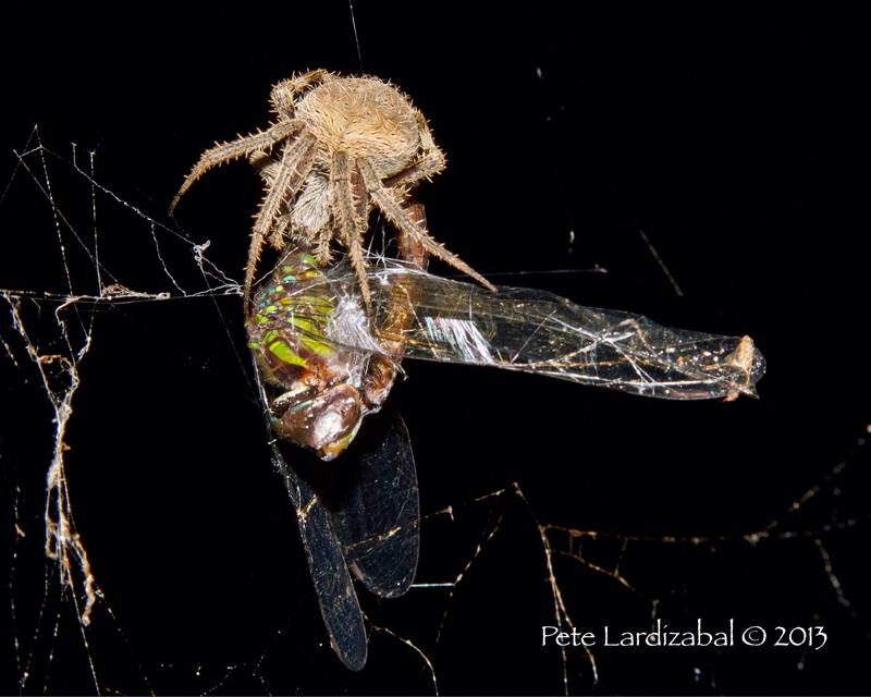 Shelob vs the Dragon