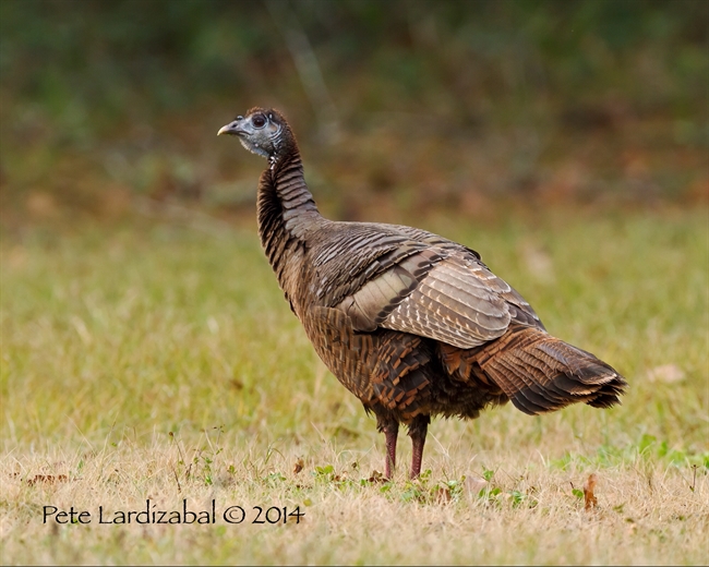 Wild (GT) Turkey 