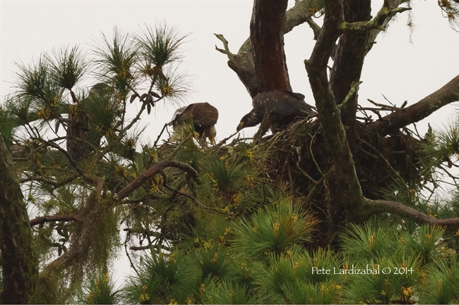 Feeding time at the aerie image