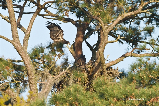 Eagles in the morning light...