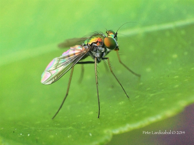 Backyard fly...